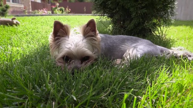 Yorkshire terrier on a green grass