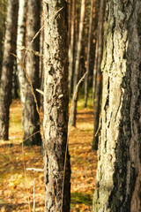 Dry autumn blade on a background of trunks of pine-trees