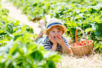 Little kid boy picking strawberries on farm, outdoors.