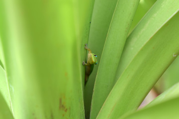 leaves, peeking, lizard, dust, foliage, green, curious, day, curiosity, cute, gold, inquisitive, gecko