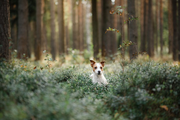 Fototapeta premium Dog Jack Russell Terrier