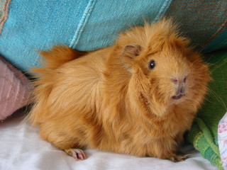 Lion Guinea pig portret © Florin