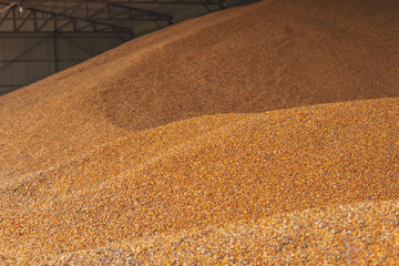 Pile of organic ripe corn seeds at grain silo  © vladimirnikolic