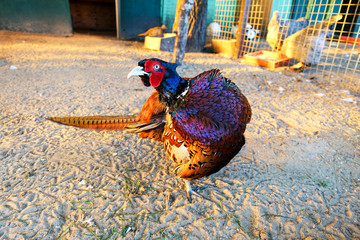 Pheasant in pasture
