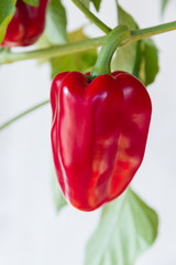 Details of plant growing of peppers, isolated on white background. 