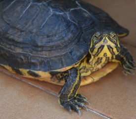 Animales que nos rodean en nuestro día a día y que la hacen mas bella
