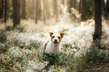 Dog Jack Russell Terrier