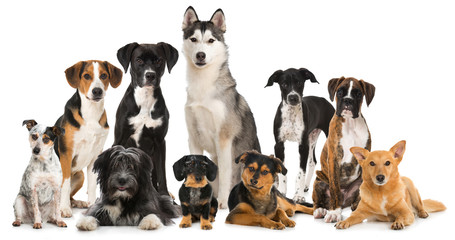 Gruppe verschiedener Hunde