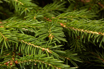 Fir. Fir-tree.