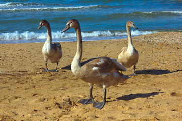 Three gray swan standing on the bank of the pond