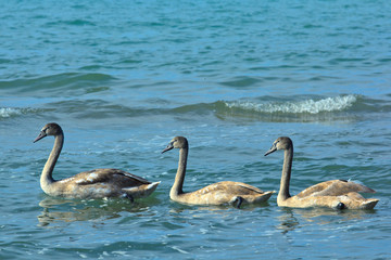 Three gray swan floating on a pond.