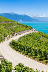 Vineyards in Lavaux region - Terrasses de Lavaux terraces, Switz