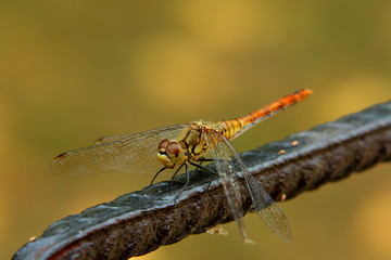 Dragonfly