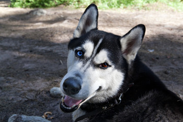 portrait of a dog Siberian Husky on the nature
