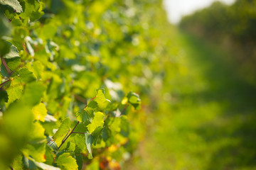 green wineyard background
