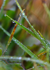 Cool atmosphere.Water droplets on a green and orange leaves