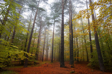 misty forest at dawn in the autumn