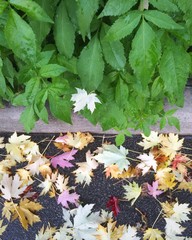 foglie autunno