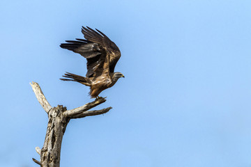 A black kite (Milvus migrans) flying from a dry tree, over the blue sky.