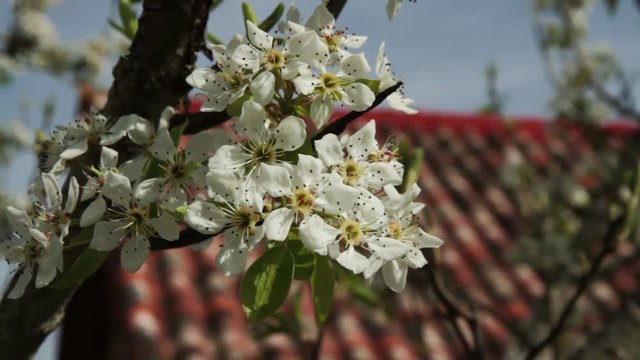 Rama de Peral con brote de Flores moviendose con el viento en primavera . Sobre fondo del tejado de una casa
