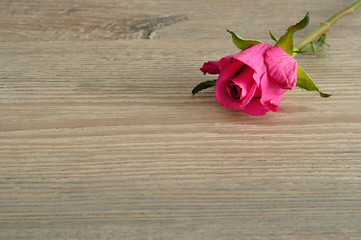 A pink rose isolated on a wooden background