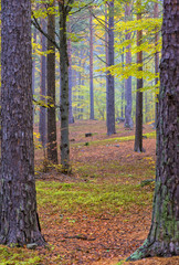 Fototapeta premium Wild autumn coniferous forest reserve. Autumn pine forest