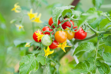 Cherry tomatoes on branch © Yuriy Korzhenevskyy
