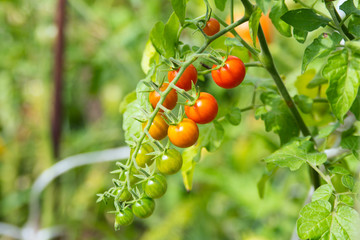 Cherry tomatoes on branch