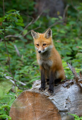 Red fox kit (Vulpes vulpes) sitting on a log in Algonquin Park, Canada