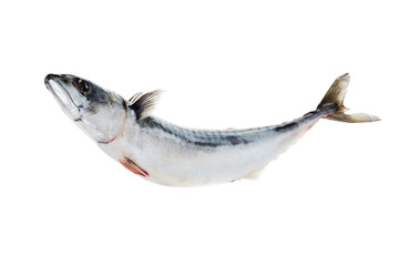 Obraz premium Fresh atlantic mackerel isolated on white