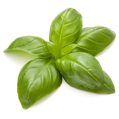 Sweet basil herb leaves isolated on white background closeup