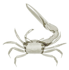 X-ray fiddler crab
