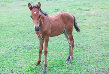 young brown colt