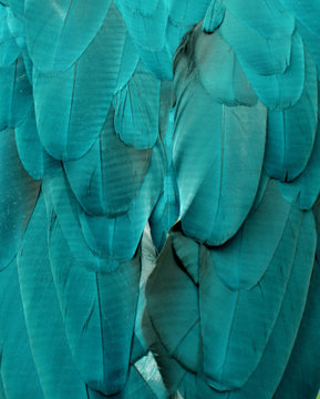 Macaw Feathers (Teal and Blue)