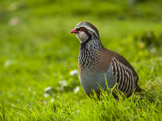 A male of Red-legged partridge. Alectoris rufa.
