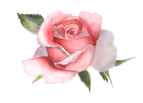 Watercolor pink rose on white handmade drawing.