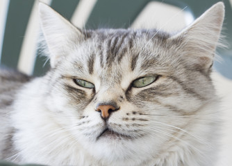 furry silver cat on the garden chair
