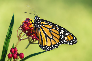 Newly emerged Monarch butterfly (Danaus plexippus) on tropical milkweed flowers. Natural green background with copy space.
