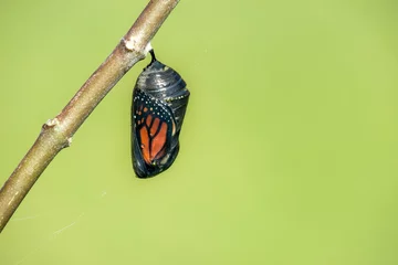 Fotobehang Vlinder Monarch vlinder chrysalis opknoping op milkweed tak. Natuurlijke groene achtergrond met kopie ruimte.