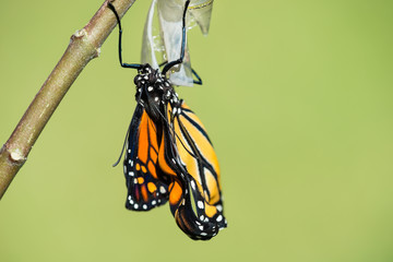 Naklejka premium Motyl monarcha (danaus plexippus) wyłaniający się z poczwarki. Naturalne zielone tło z miejsca na kopię.