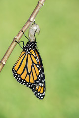 Monarch butterfly (danaus plexippus) emerging from the chrysalis. Natural green background with copy space.