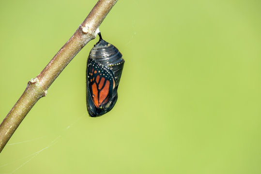 Monarch butterfly chrysalis hanging on milkweed branch. Natural green background with copy space. 
