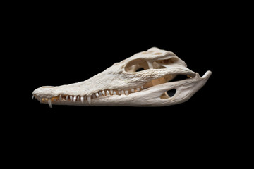 Naklejka premium Nilo Crocodile skull on black isolated background
