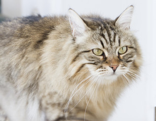 brown siberian cat foreground