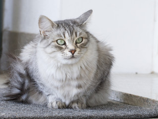 beautiful kitten in the garden, silver color
