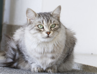 beautiful kitten in the garden, silver color