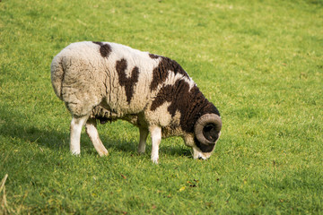 Two horn pedigree Jacob sheep ram. Rare brown and white piebald sheep, kept as ornamental pet, with two curved horns
