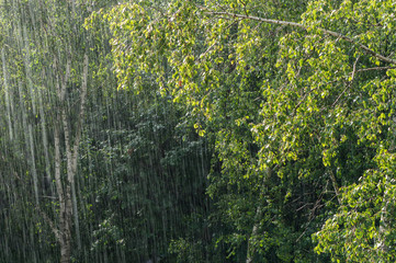 Rain shower and sunlight