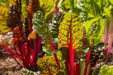 detail of red swiss chard leaves in garden
