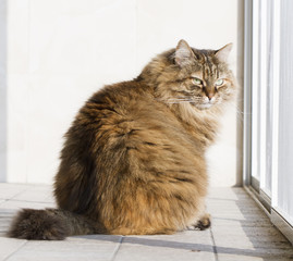 Naklejka na ściany i meble adorable brown cat at the window